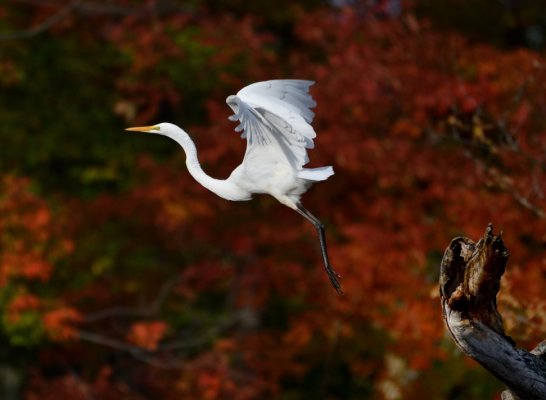 fall colour with bird.jpg