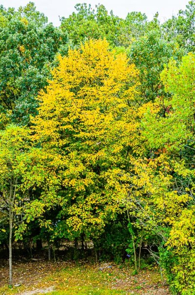 Yellow tree (2 of 1).jpg